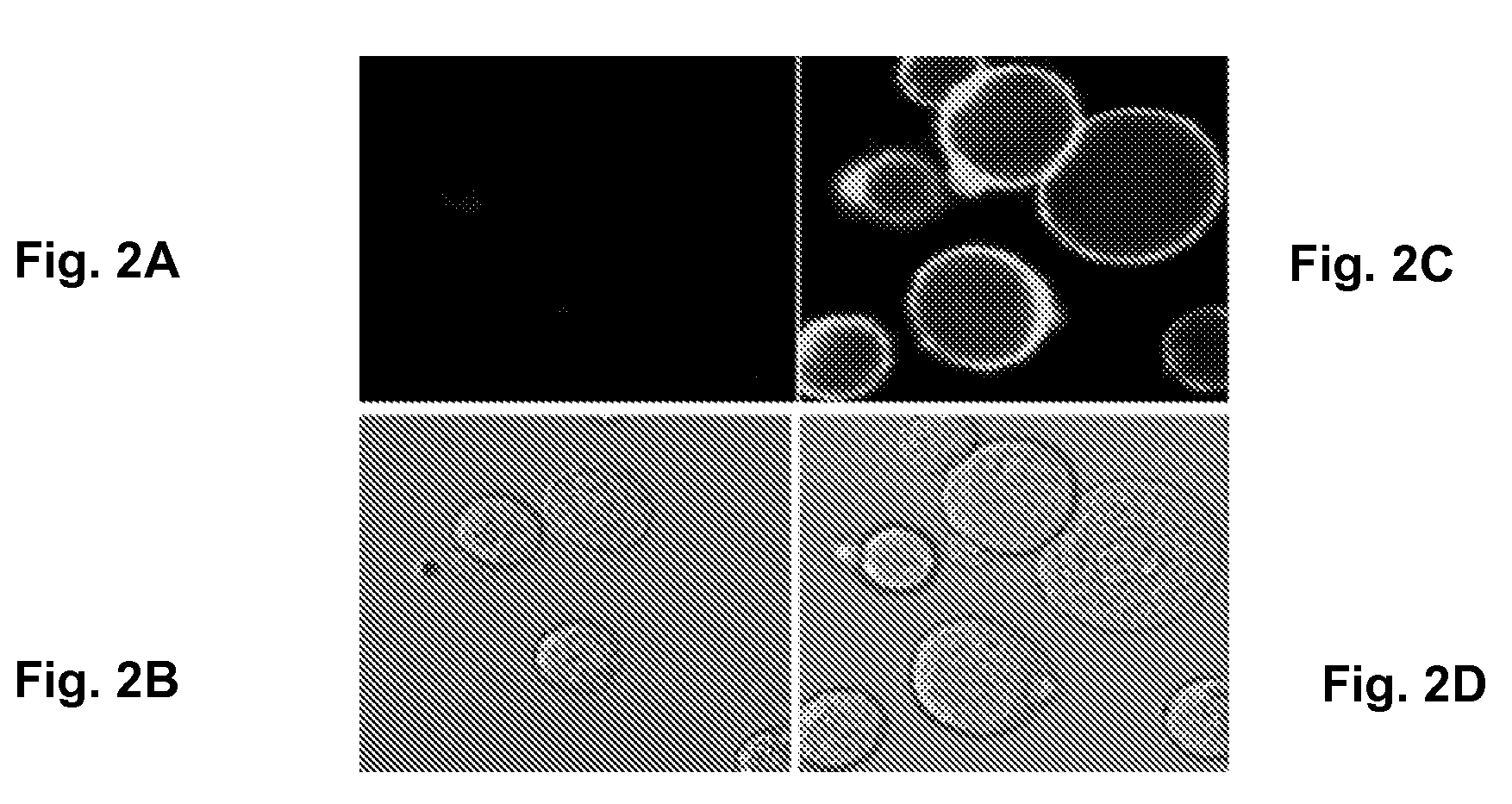 Anti-Alpha V Immunoliposome Composition, Methods, and Uses