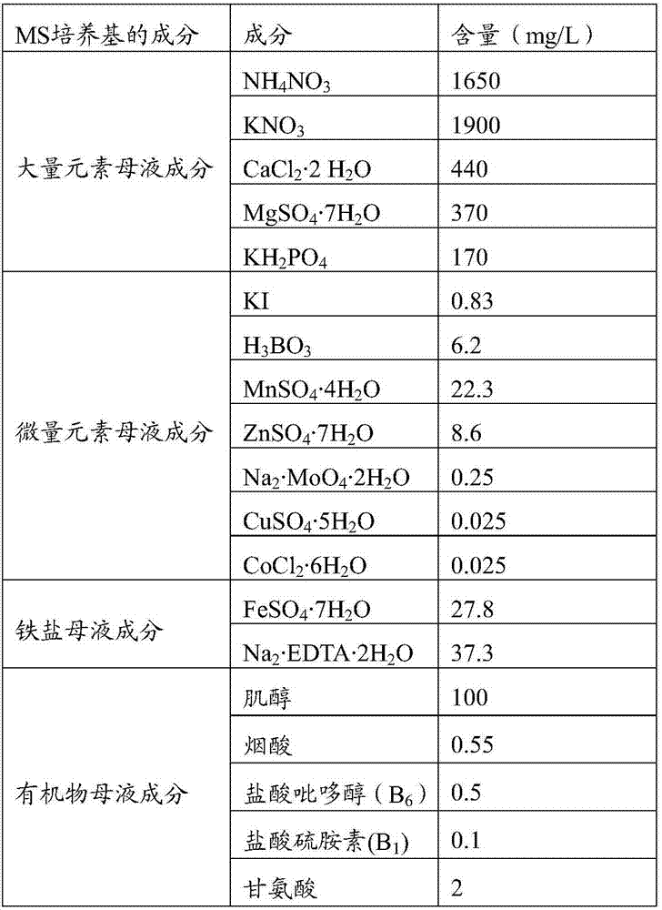 Method for promoting in-vitro rapid propagation of zingiber mioga