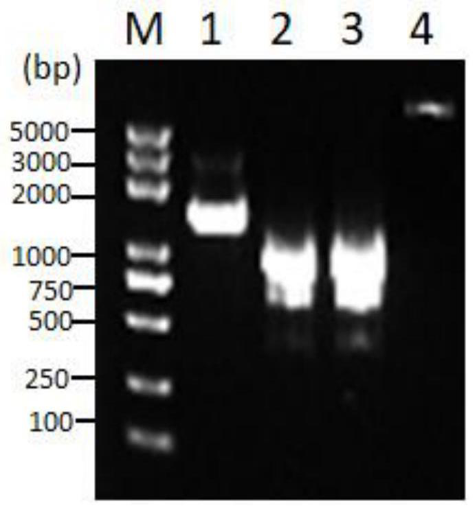 Fusion protein of flagellin mutant and African swine fever antigen and its application