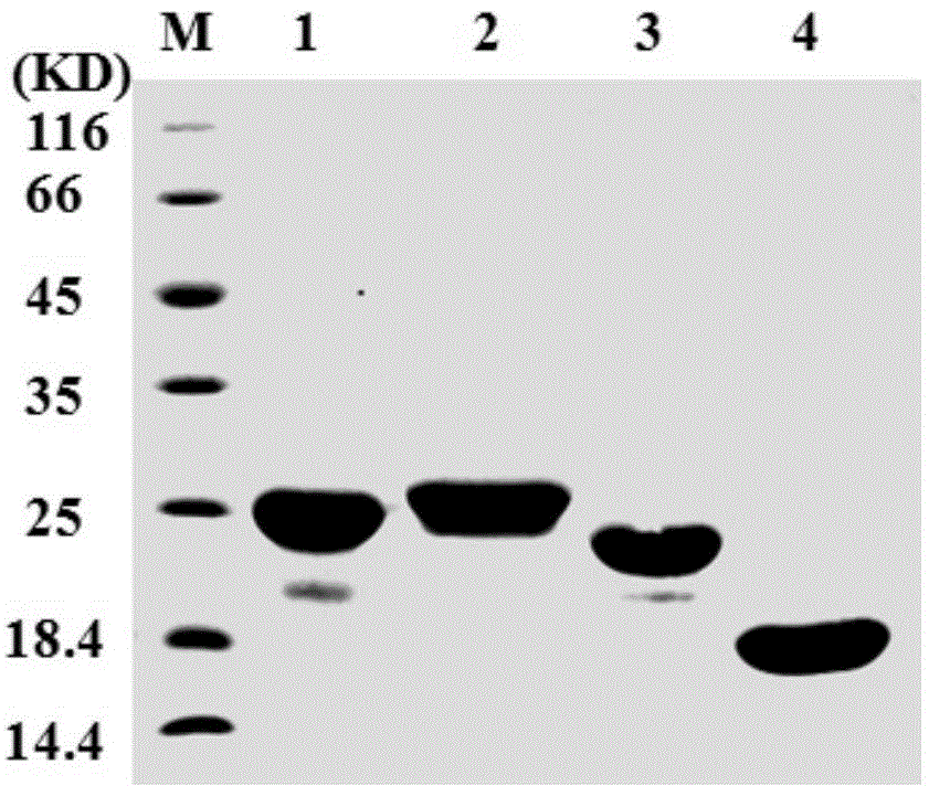 Variant of tumor necrosis factor-related apoptosis-inducing ligand, and preparation method and application thereof