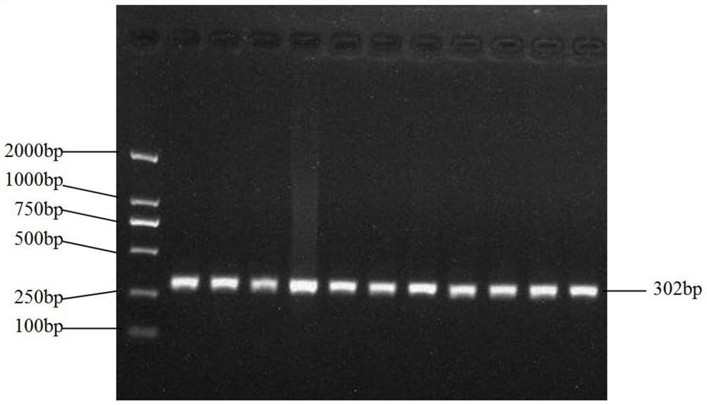 Hu sheep SLC27A6 gene SNP detection method and application of Hu sheep SLC27A6 gene SNP detection method in meat quality character early screening