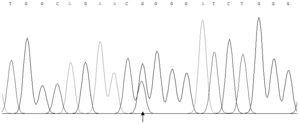 Hu sheep SLC27A6 gene SNP detection method and application of Hu sheep SLC27A6 gene SNP detection method in meat quality character early screening