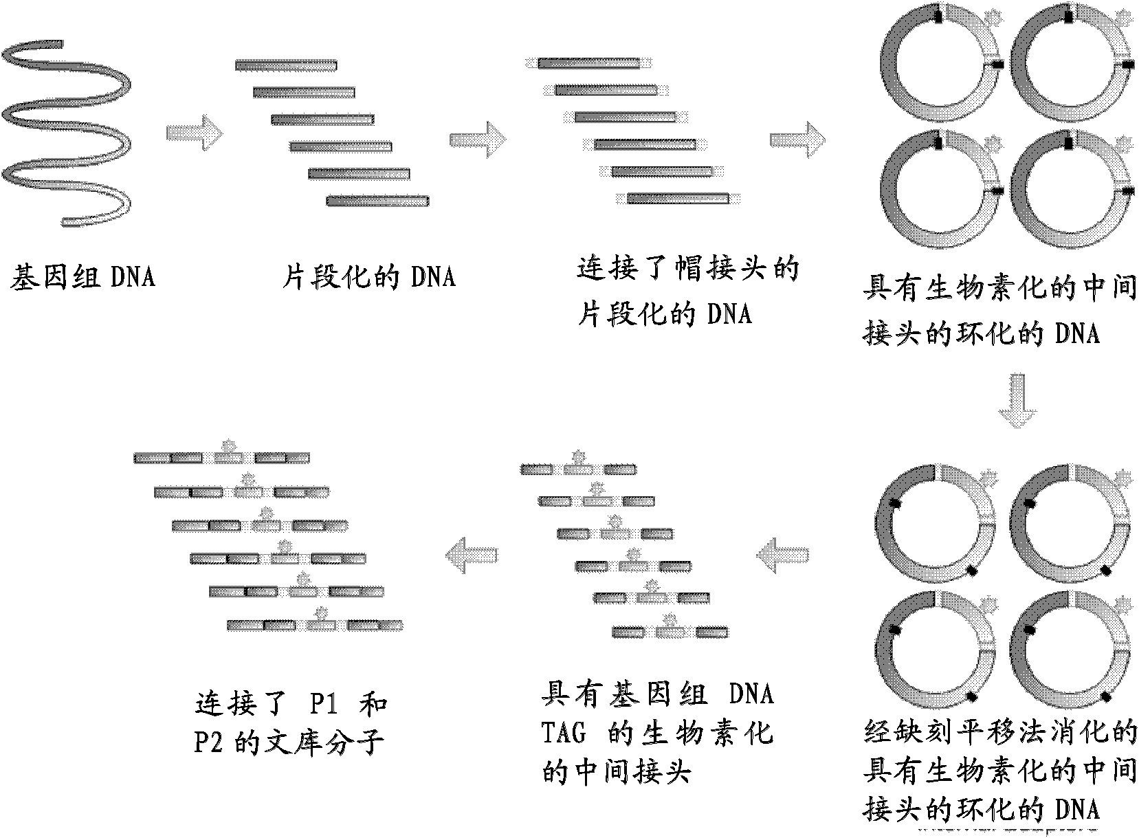 DNA index and application thereof in construction and sequencing of mate-paired indexed library