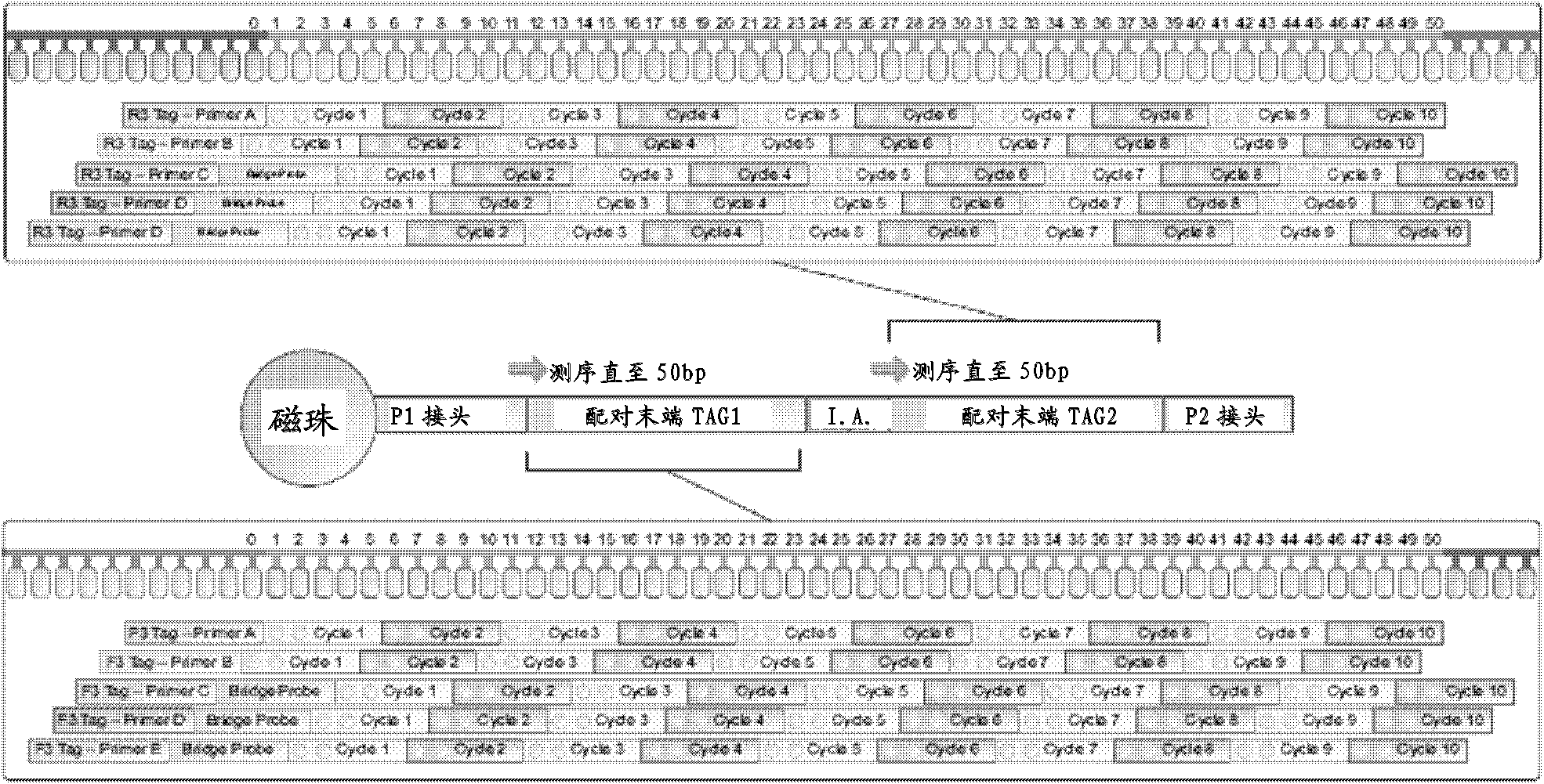 DNA index and application thereof in construction and sequencing of mate-paired indexed library