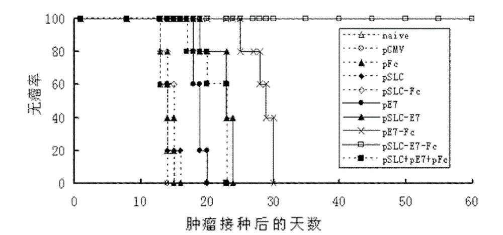 Composite tumor gene vaccine taking bacterial nano magnetosome as carrier and preparation method thereof