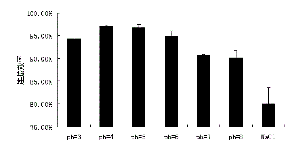 Composite tumor gene vaccine taking bacterial nano magnetosome as carrier and preparation method thereof