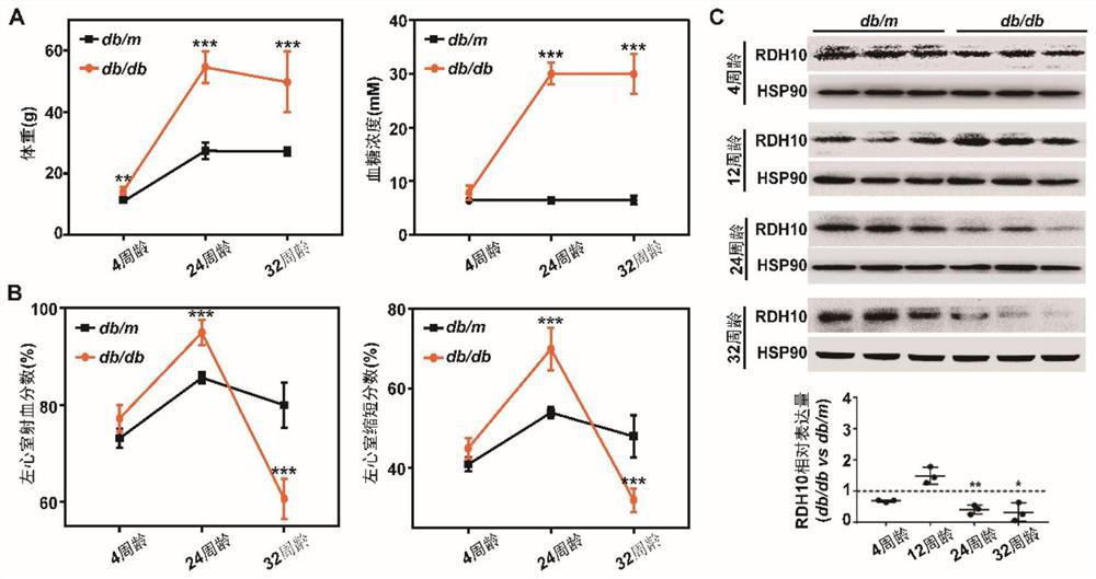 Application of RDH10 and/or prodrug thereof in preparation of medicine for treating and/or preventing diabetic myocardial injury