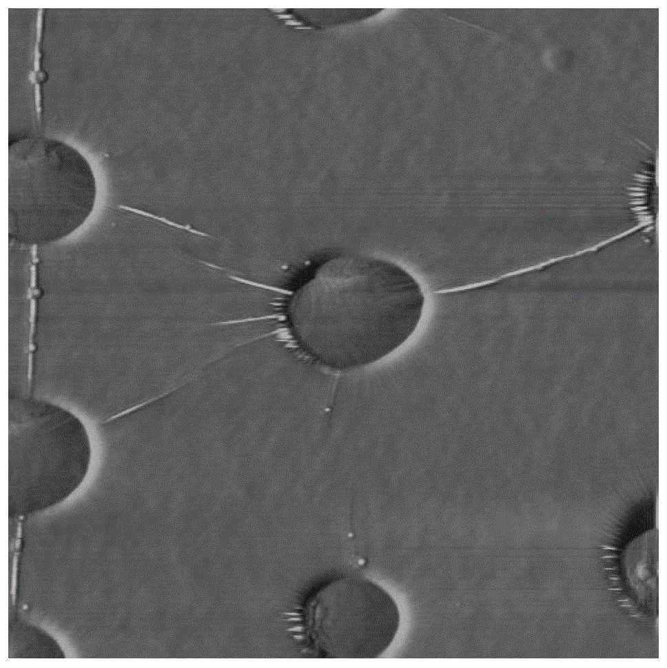 A kind of graphene sheet with wrinkle and preparation method thereof