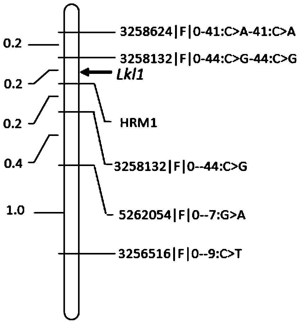 A molecular marker hrm1 of barley grain length gene lkl1 and its application