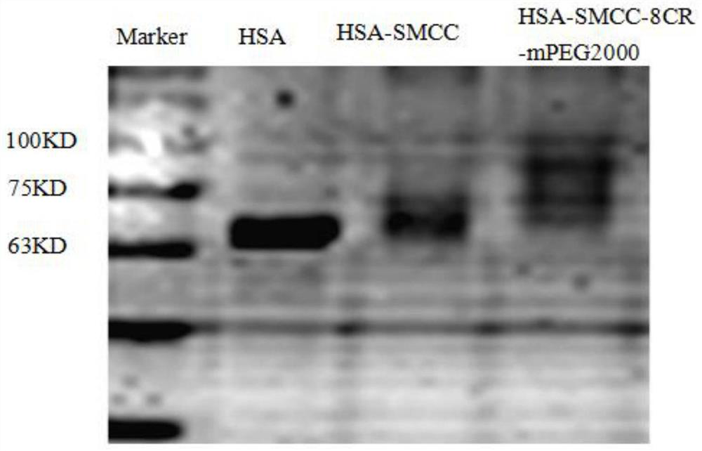 Preparation and application of surface double-modified targeting human serum albumin nano-drug carrier