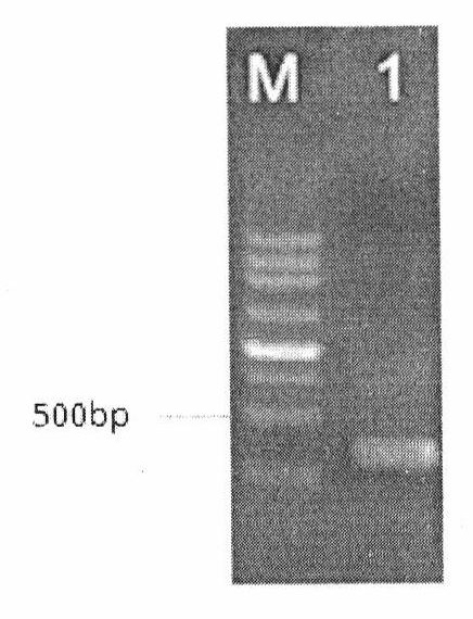 Vitreoscilla hemoglobin gene expression box and method for improving yield of saccharifying enzyme produced by aspergillus niger