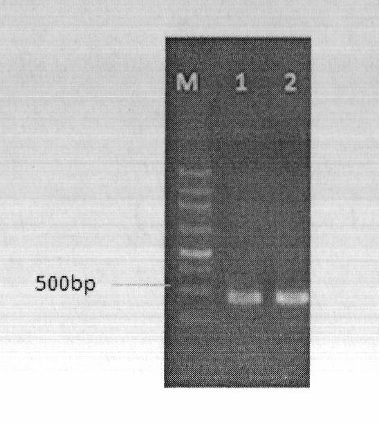 Vitreoscilla hemoglobin gene expression box and method for improving yield of saccharifying enzyme produced by aspergillus niger