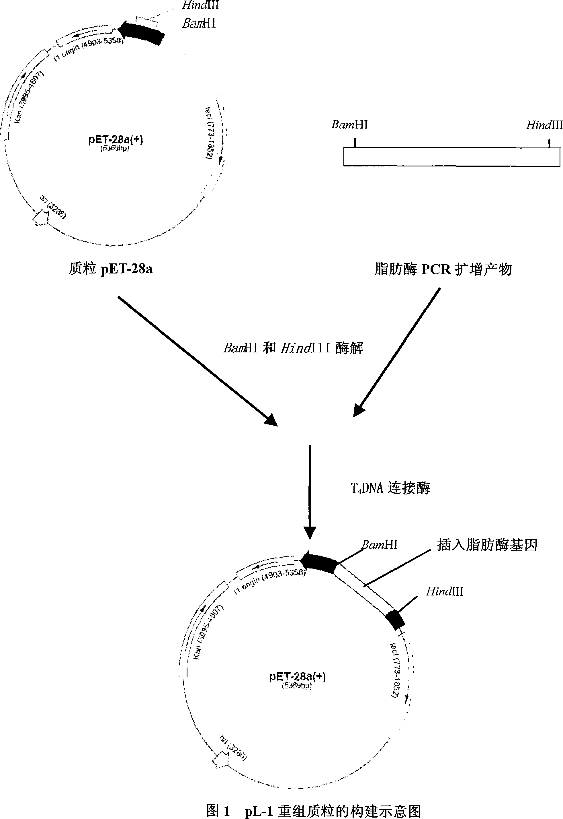 Low-temperature lipase and its gene sequence