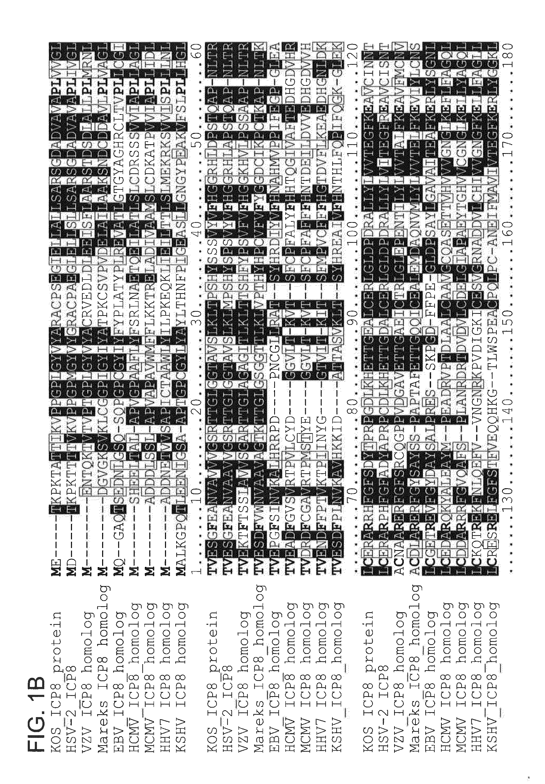 Compositions and methods for treating herpes viruses