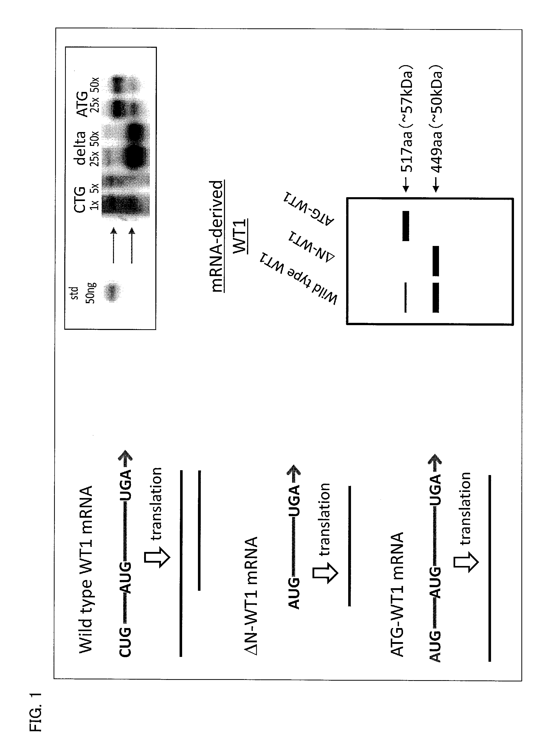 Cell for use in immunotherapy which contains modified nucleic acid construct encoding wilms tumor gene product or fragment thereof, method for producing said cell, and said nucleic acid construct