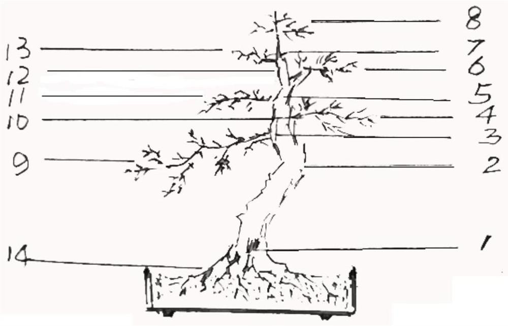 Sectional ladder type cultivation method for inclined trunk type miniature bonsai of pyracantha plant