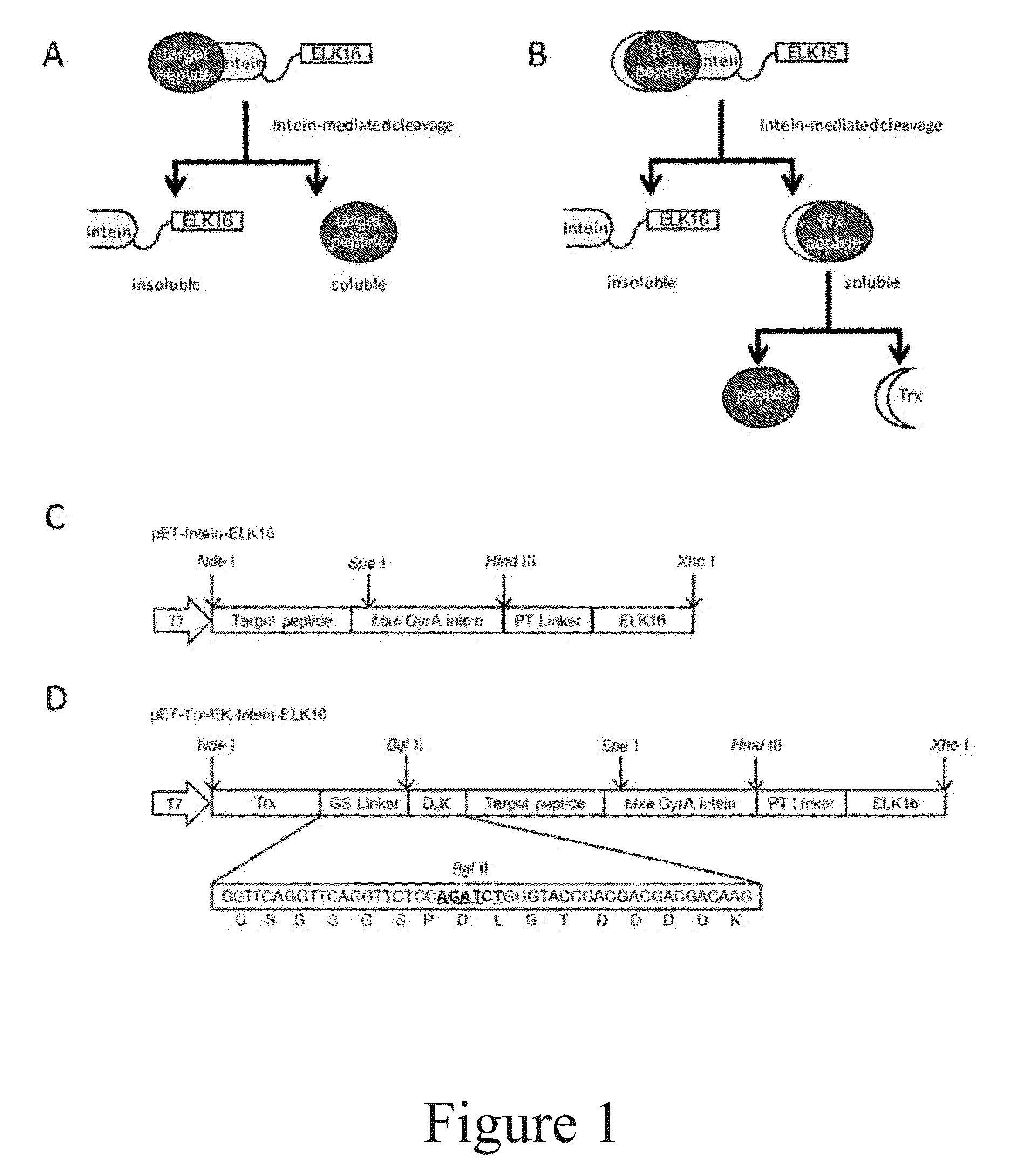 Methods for production and purification of polypeptides