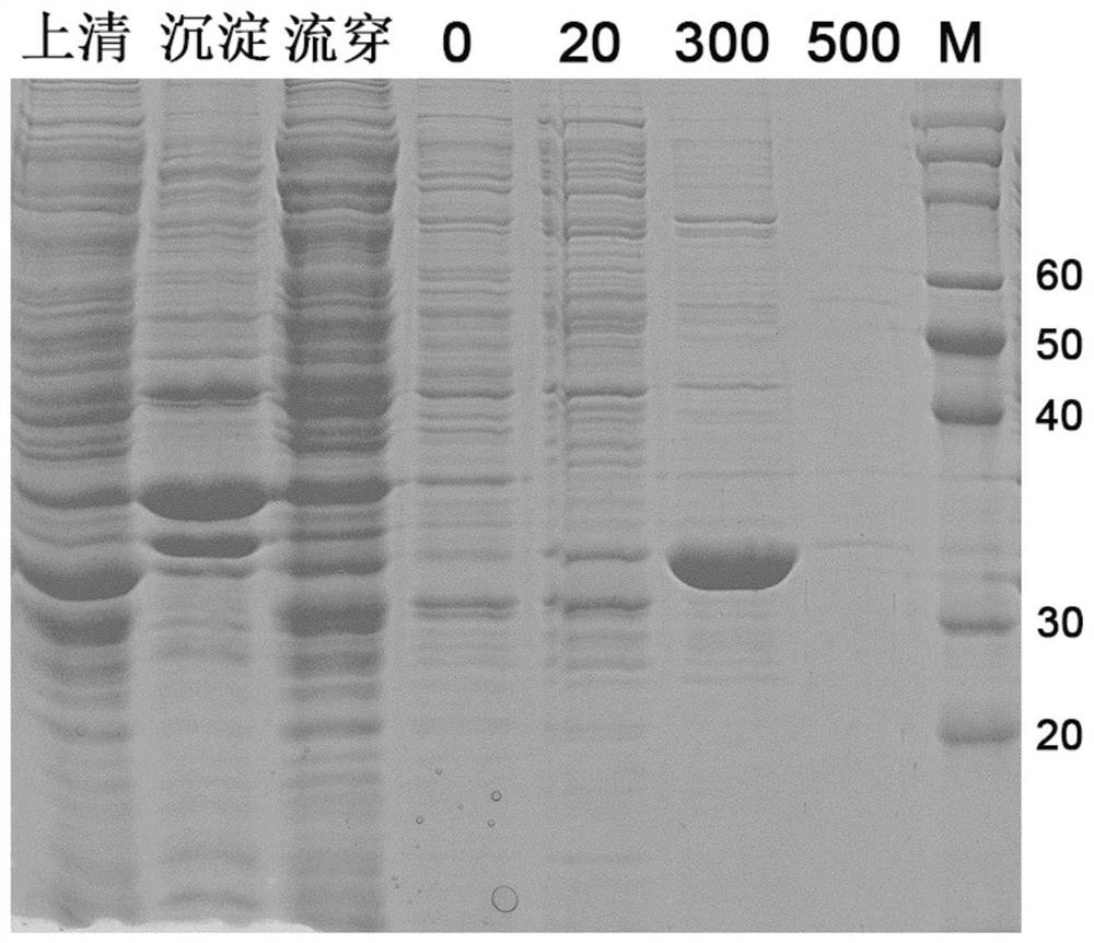 A modified Ekkermansia amuc_1100 protein and its preparation method and application