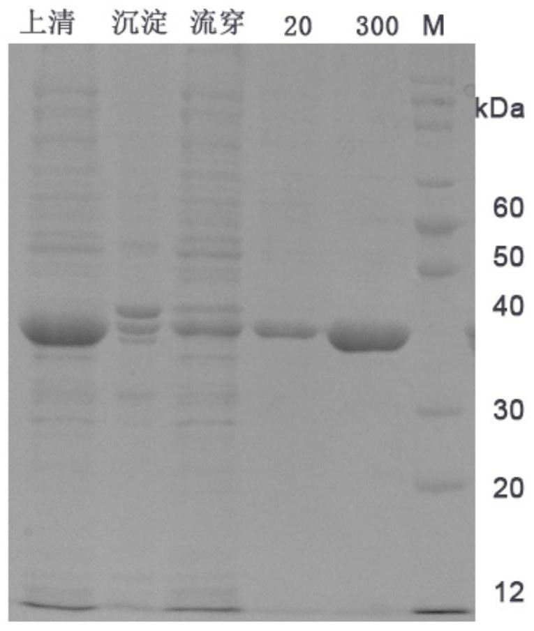 A modified Ekkermansia amuc_1100 protein and its preparation method and application