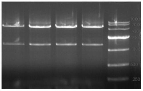 A method for identifying the function of maize male fertility gene