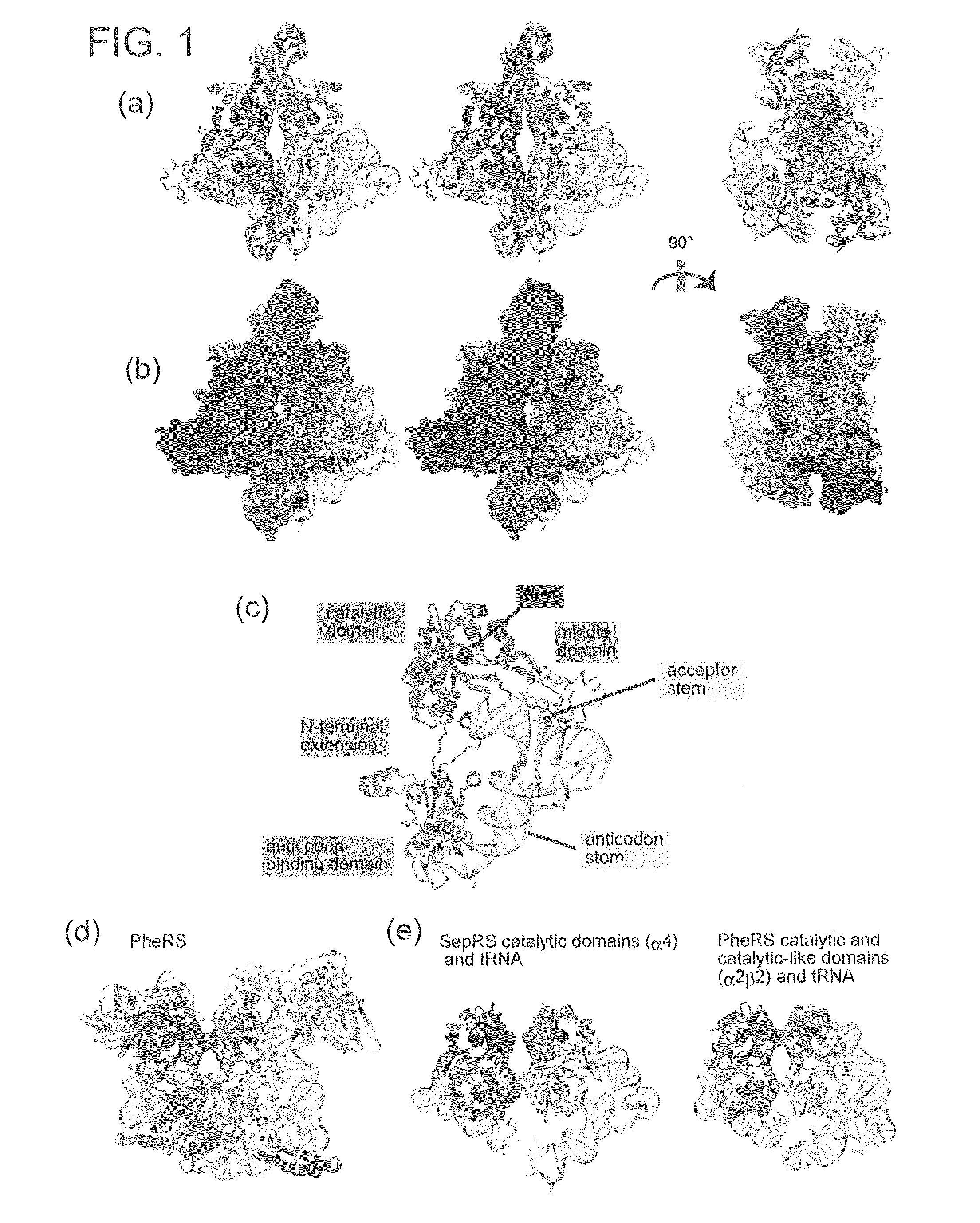 Mutant SepRS, and method for site-specific introduction of phosphoserine into protein using the same