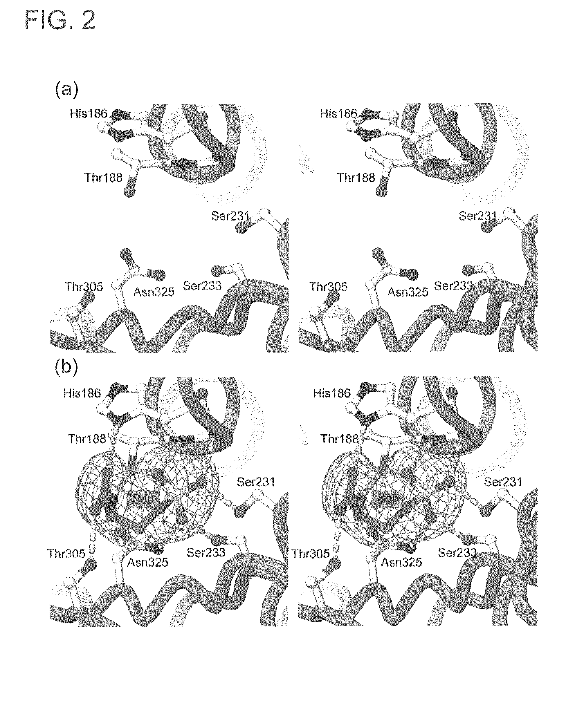 Mutant SepRS, and method for site-specific introduction of phosphoserine into protein using the same