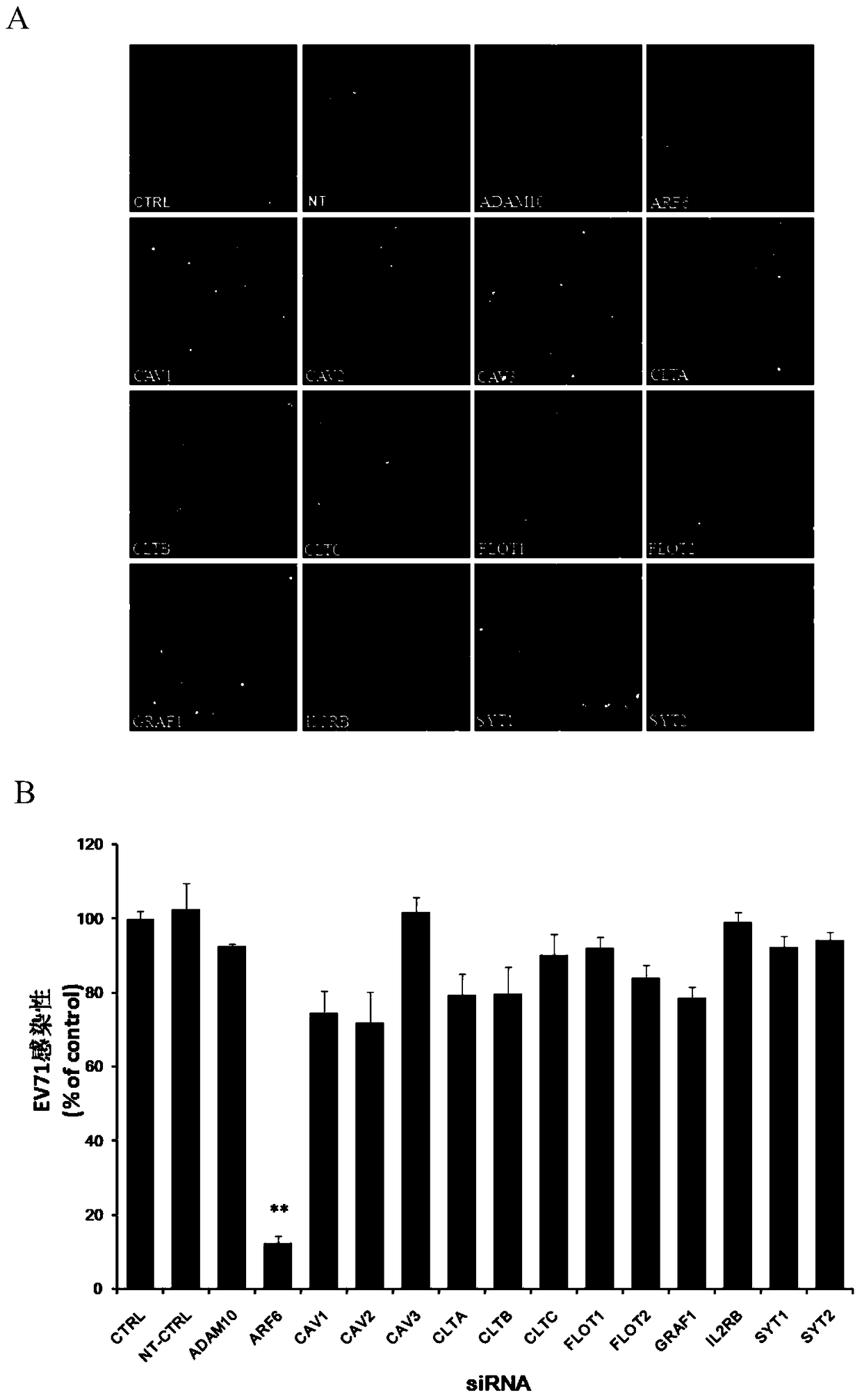 Application of adp-ribosylation factor 6 in the prevention and treatment of enterovirus 71 infection