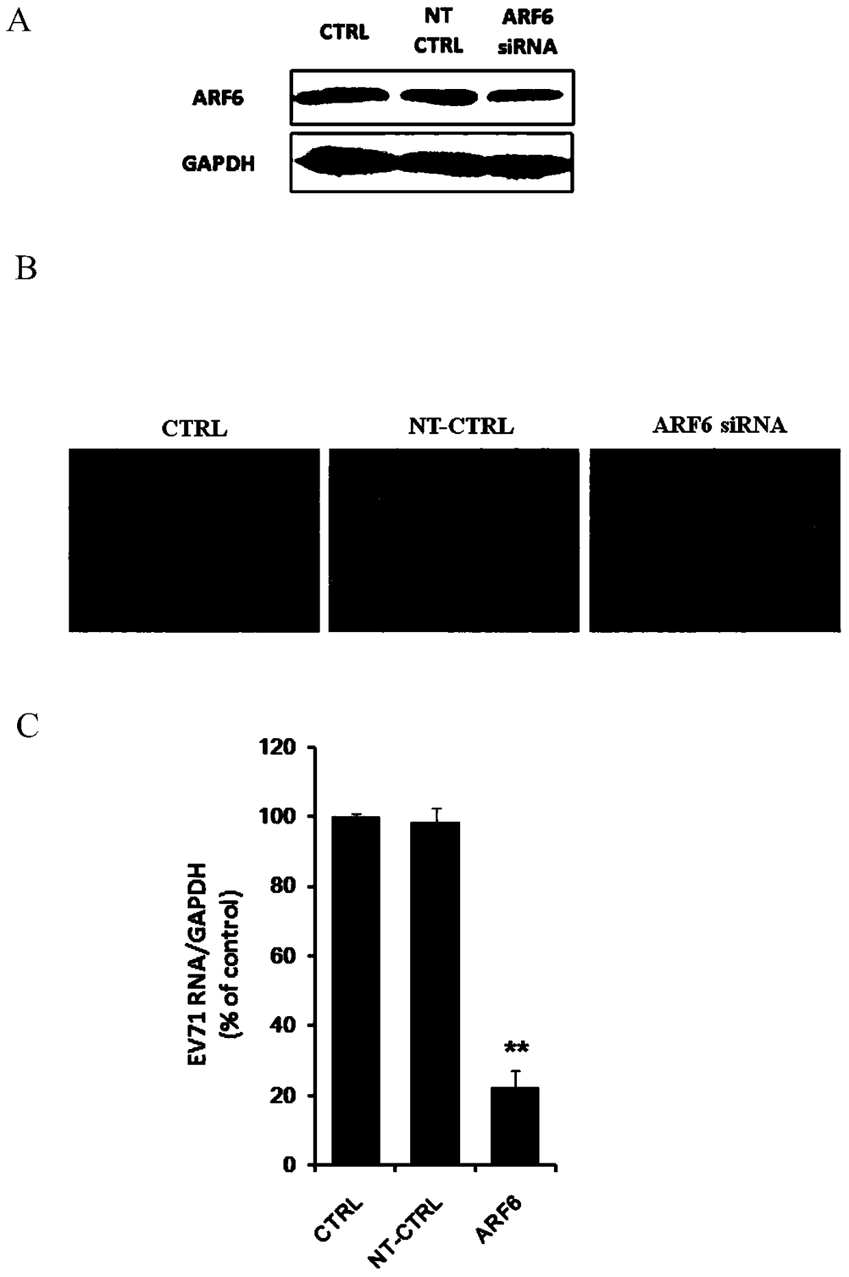 Application of adp-ribosylation factor 6 in the prevention and treatment of enterovirus 71 infection