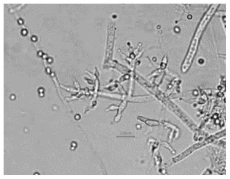 Trichoderma harzianum tw21990 for controlling gray mold of leek and its application