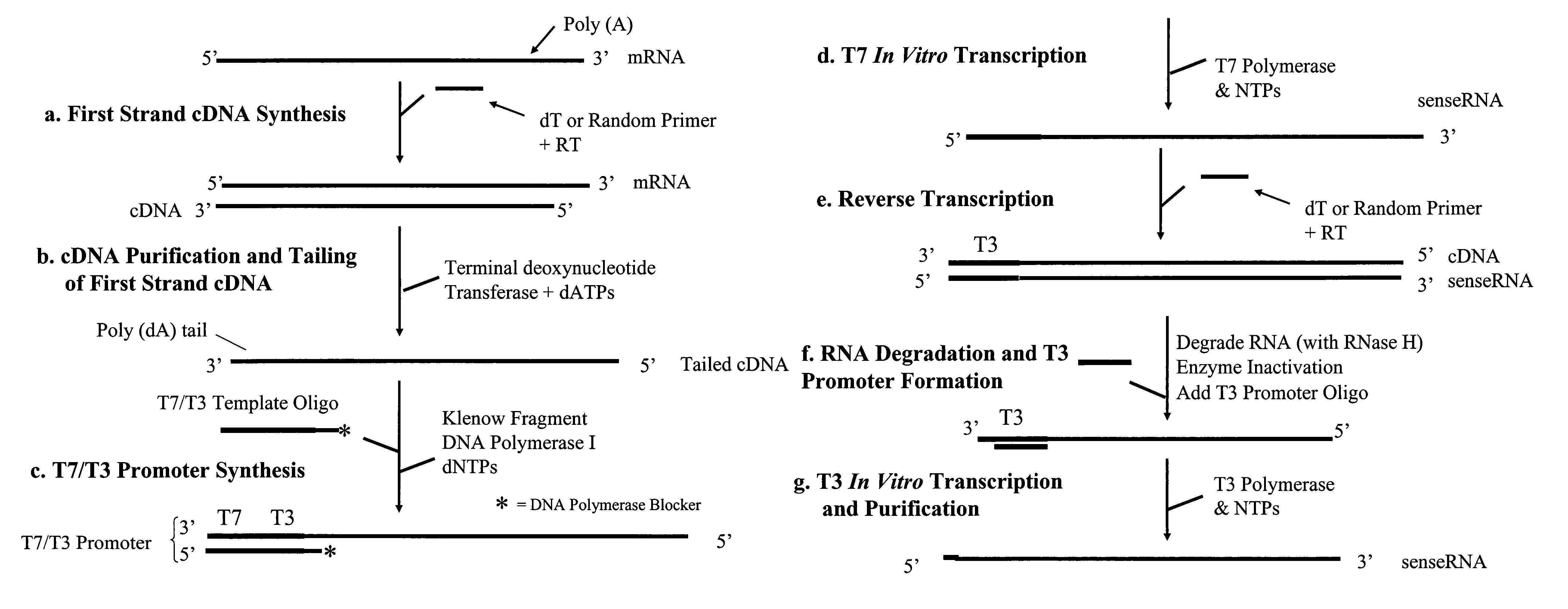 Methods and kits for sense RNA synthesis