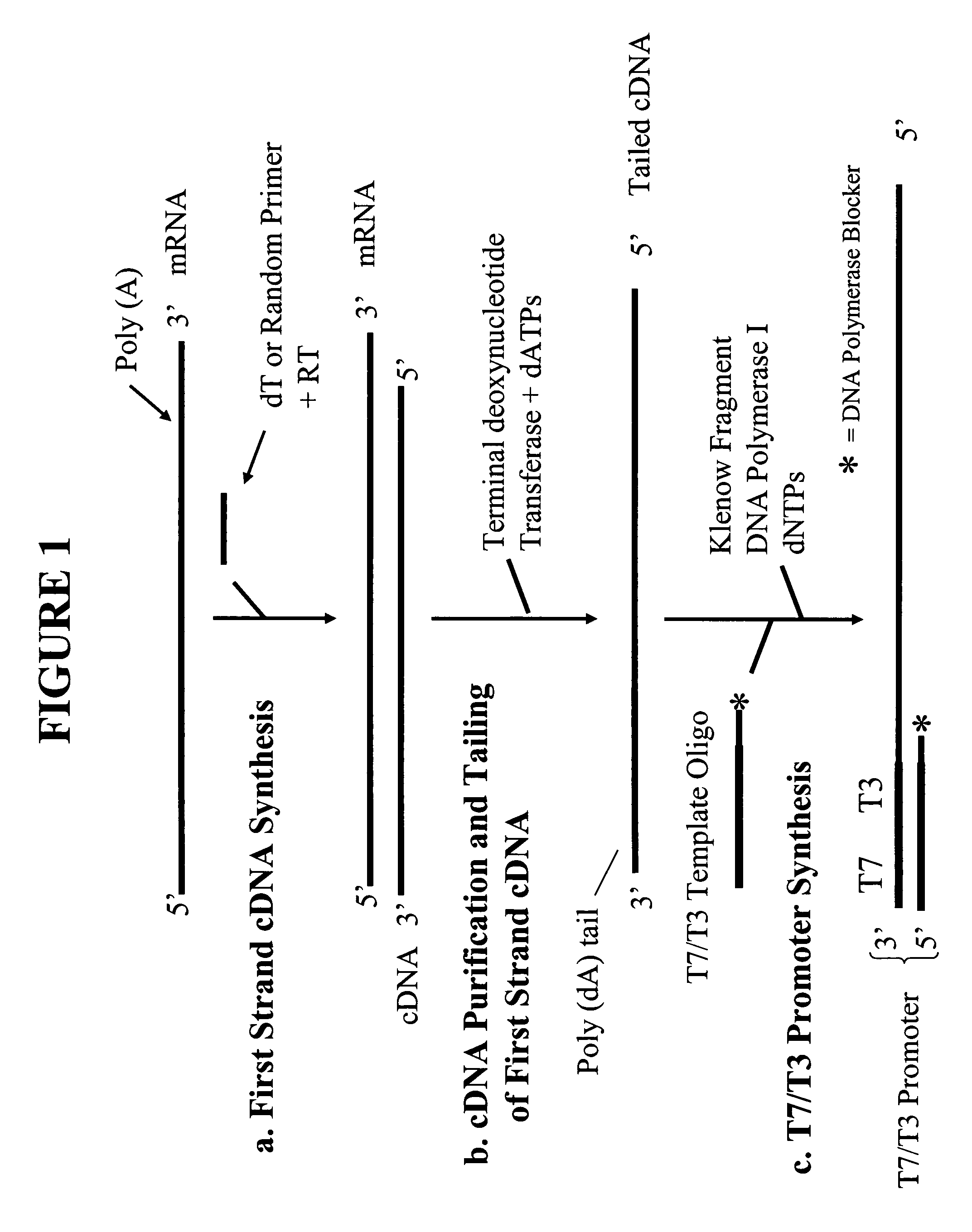 Methods and kits for sense RNA synthesis