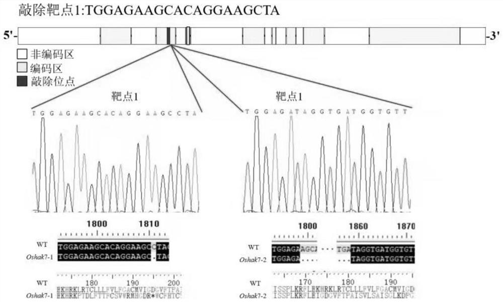 Method for cultivating low-potassium-tolerant rice