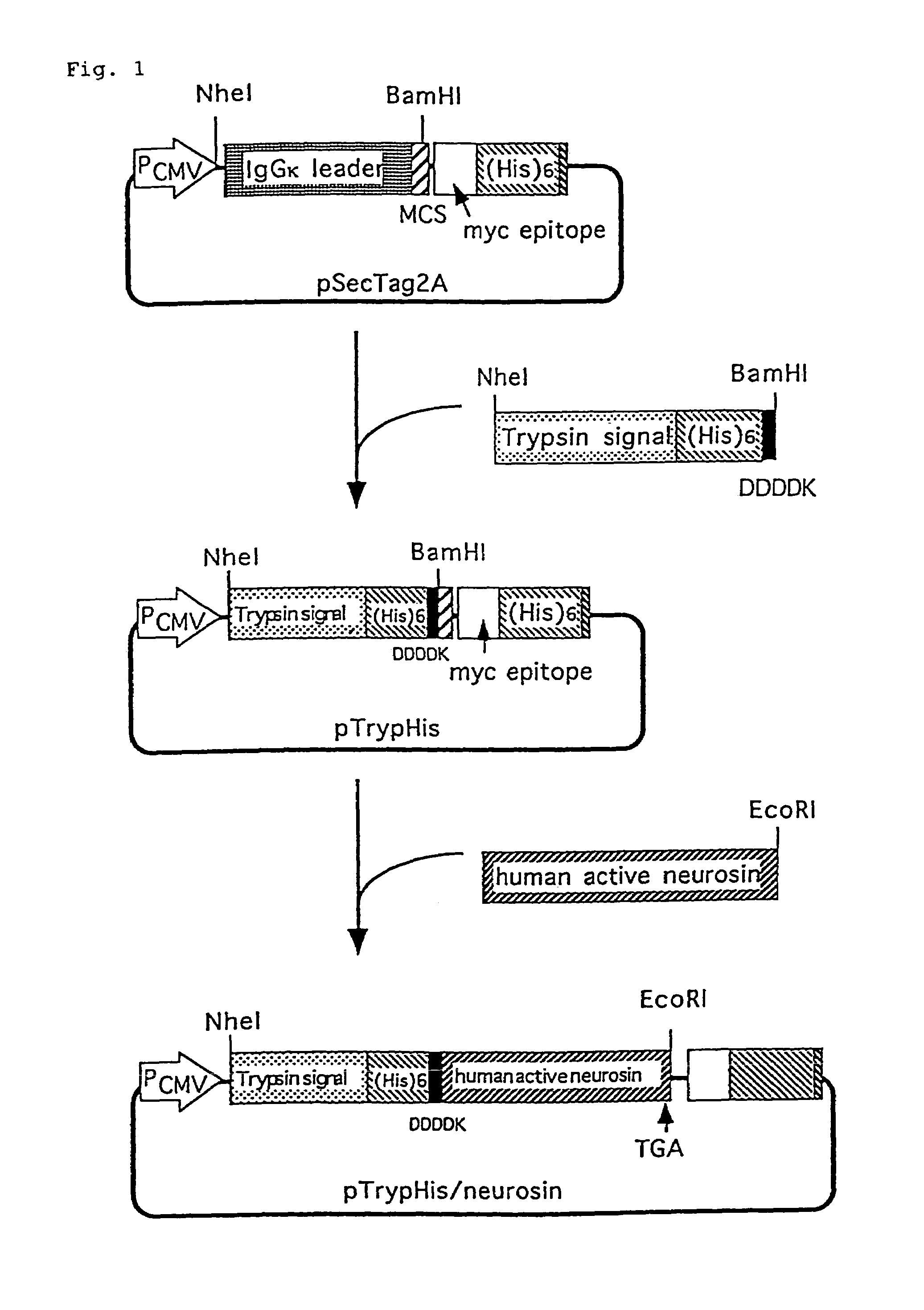 Protein expression vector and utilization thereof