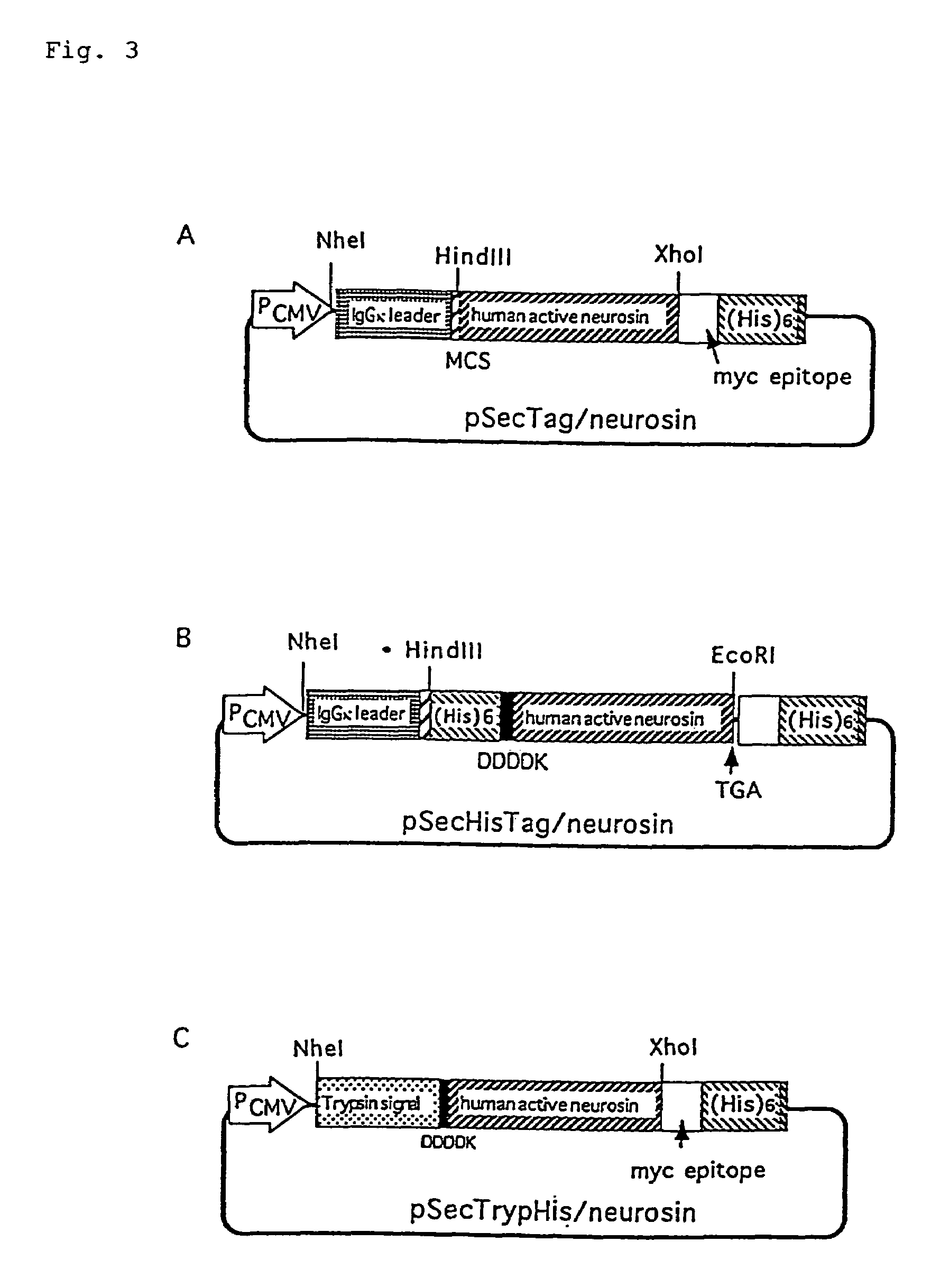 Protein expression vector and utilization thereof