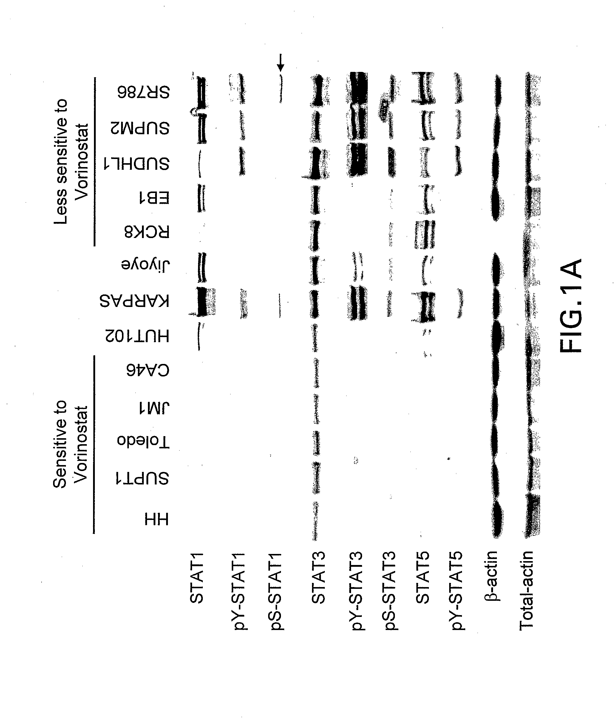 Methods for Predicting Treatment Response Based On the Expression Profiles of Protein and Transcription Biomarkers