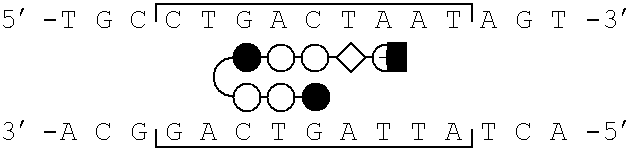 Inhibition of major groove DNA binding proteins by modified polyamides