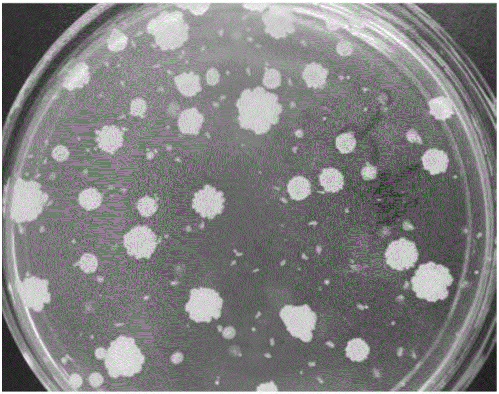 Bacillus subtilis and application of bacillus subtilis in degrading organophosphorus pesticide