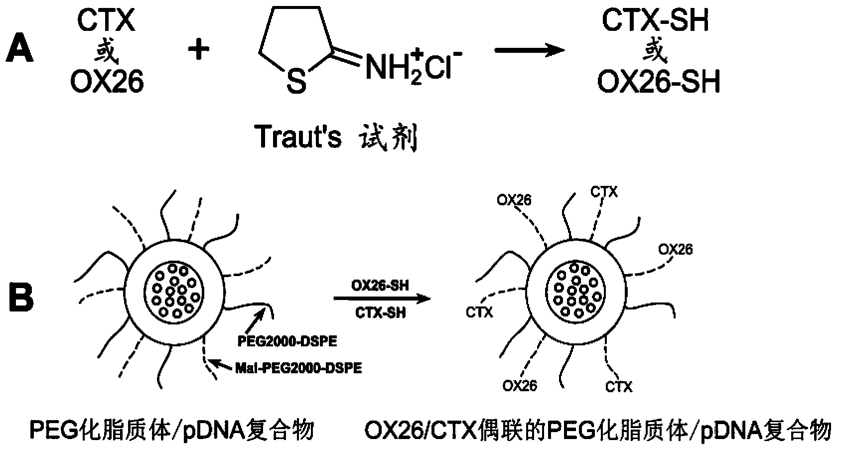 OX26/CTX-PL/pC27 compound and application of OX26/CTX-PL/pC27 compound in treating gliomas