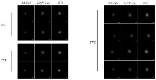 Zika virus vaccine and preparation method thereof