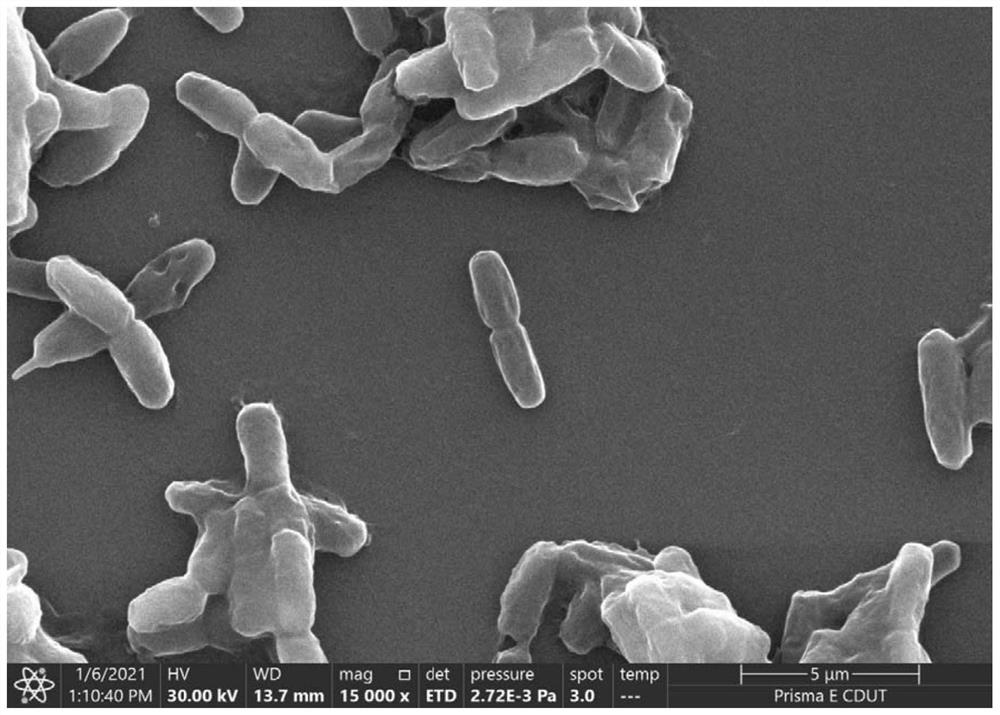 Ochrobactrum J2 strain and application thereof - Eureka | Patsnap ...