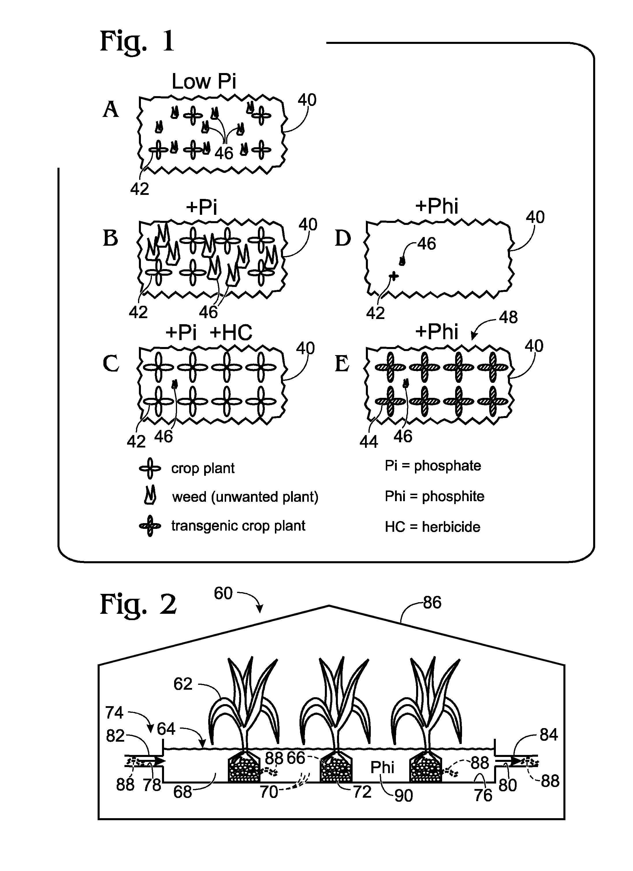 Plant cultivation system utilizing phosphite as a nutrient and as a control agent for weeds and algae