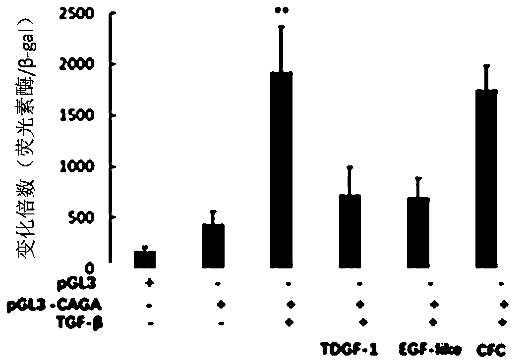 Application of TDGF-1 (teratocarcinoma-derived growth factor-1) truncated micro-molecule polypeptide in anti-hepatic fibrosis