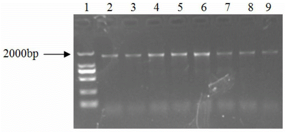 Molecular markers and detection kits related to drug resistance of shepherd's purse