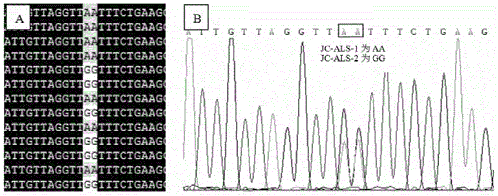 Molecular markers and detection kits related to drug resistance of shepherd's purse