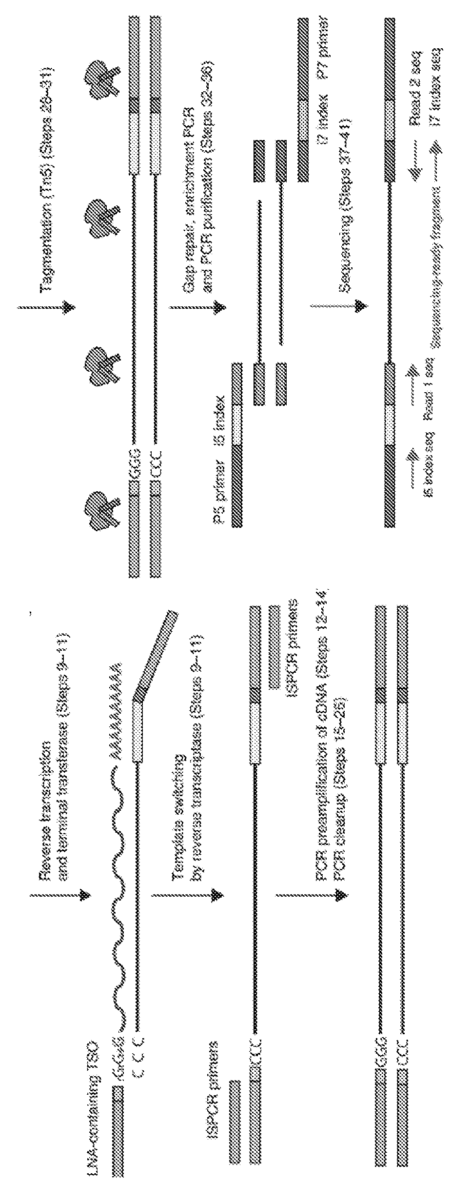 Methods and compositions for analyzing cellular components