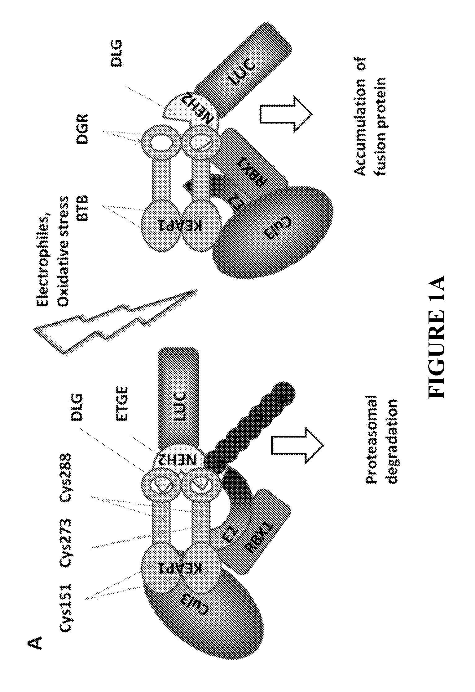 Reporter system for high throughput screening of compounds and uses thereof