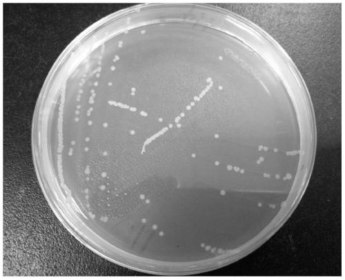 Bacteriostatic peptide-producing paenibacillus polymyxa XW4 and separation, screening and application thereof