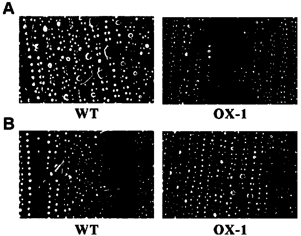 Zinc finger protein gene OsRLZP for regulation and control of paddy rice leaf shape and use thereof