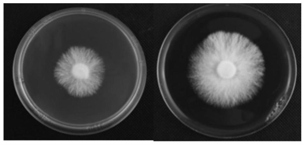 Shiitake mushroom monokaryon culture medium as well as preparation method and application thereof