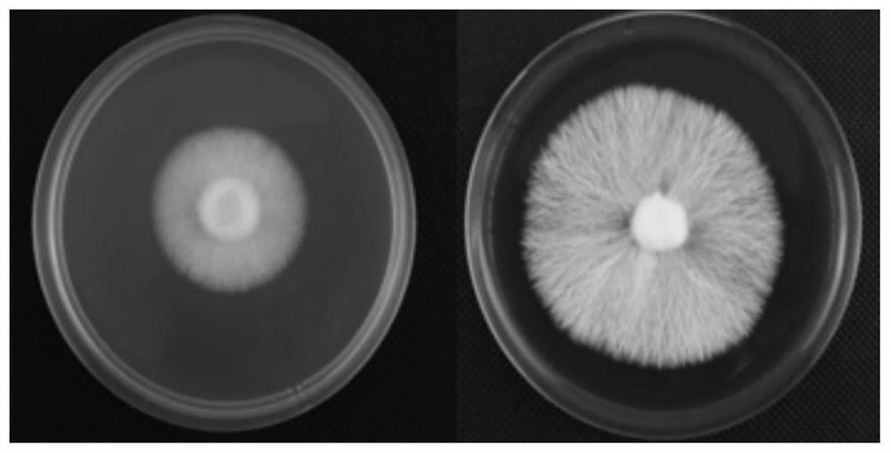 Shiitake mushroom monokaryon culture medium as well as preparation method and application thereof